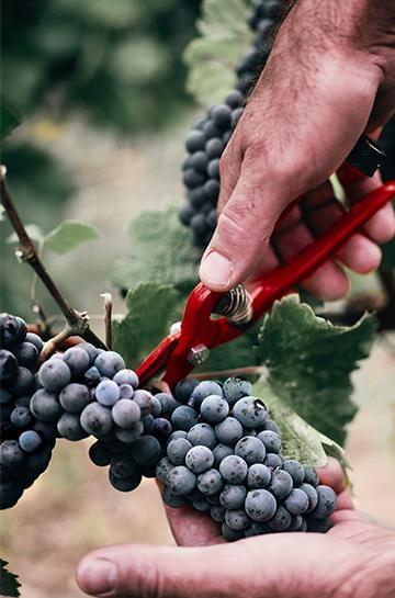 Techno-Millesime 2013-2