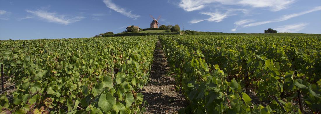 mumm-champagne-vignes-verzenay