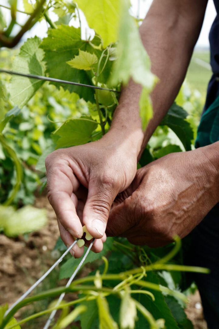 PreviewLarge-RSRV_Content_VieDesCuvées_picture20