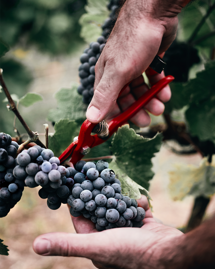 G.H Mumm Static post grapes Episode 6