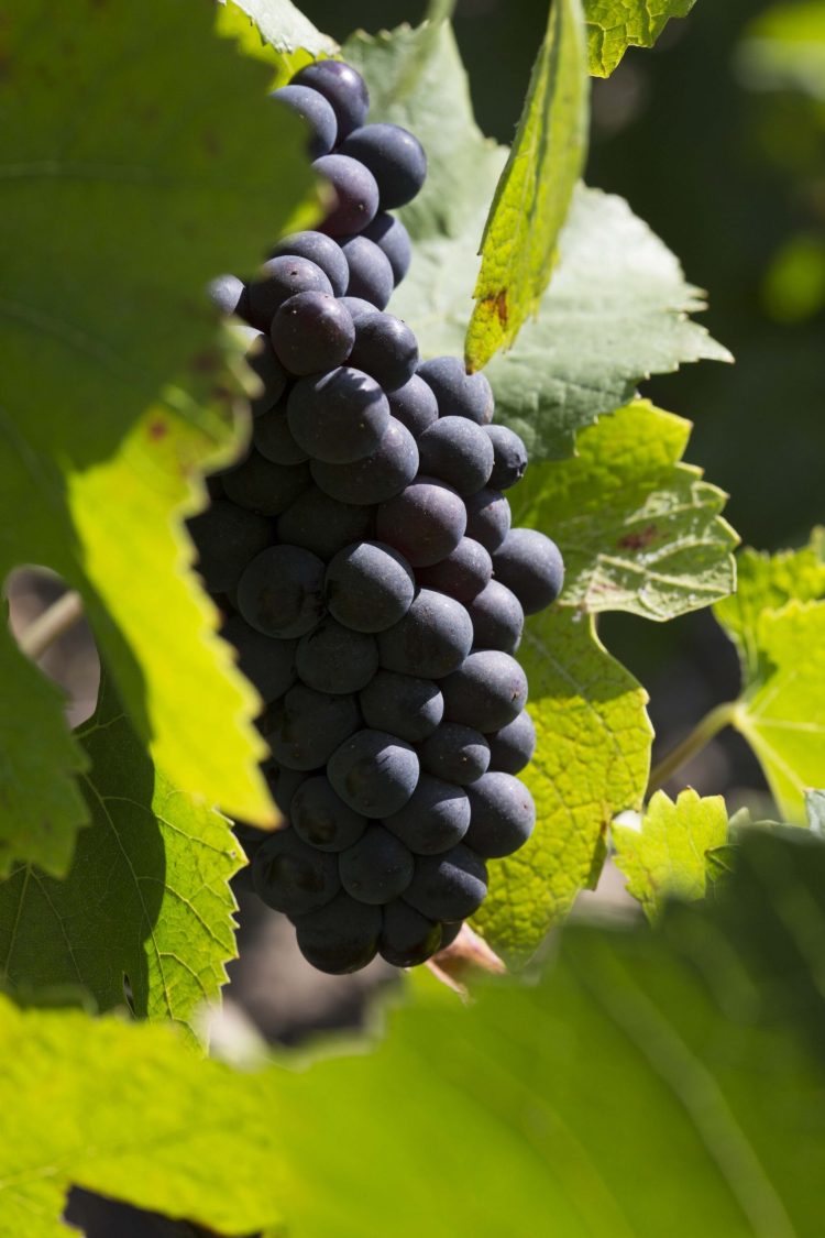 reims-terroir-vineyard