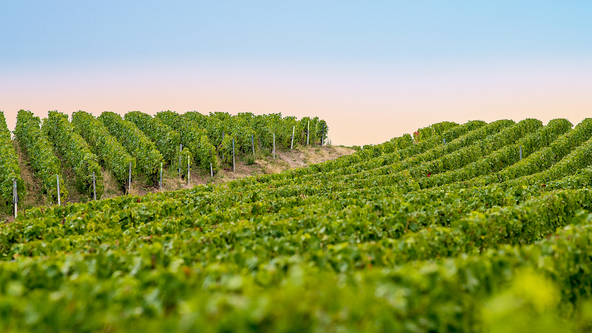 reims harvest