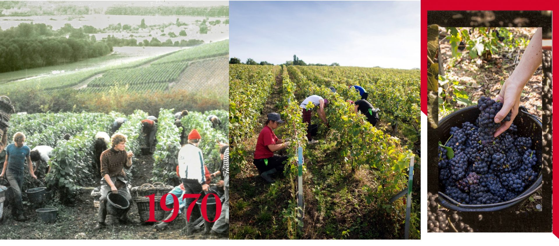 Vendimia de Mumm - 1970