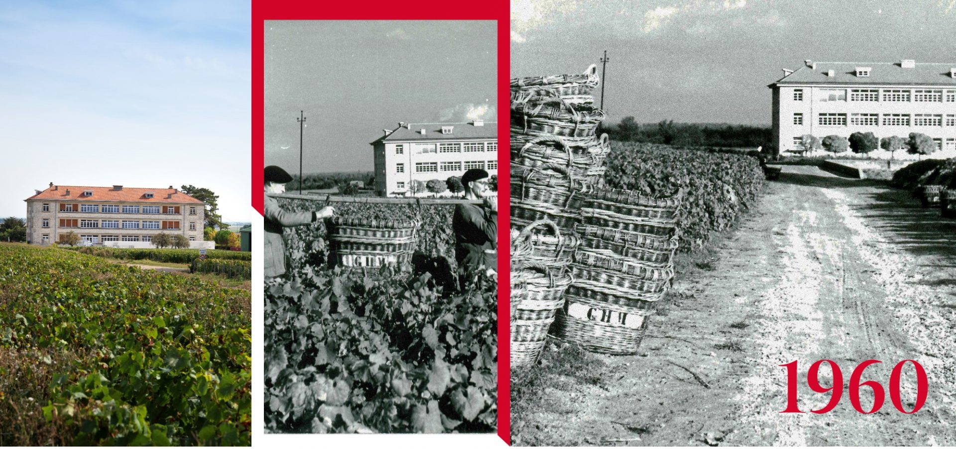 Vendimia de Mumm - 1960