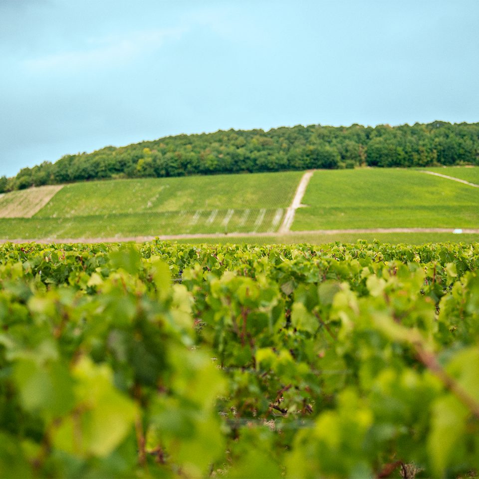 Mumm Harvest