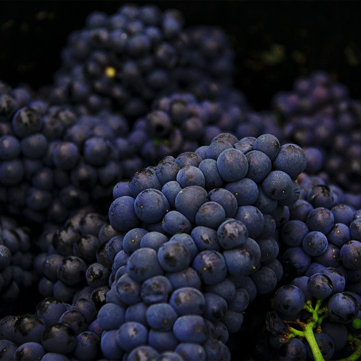 Mumm Harvest