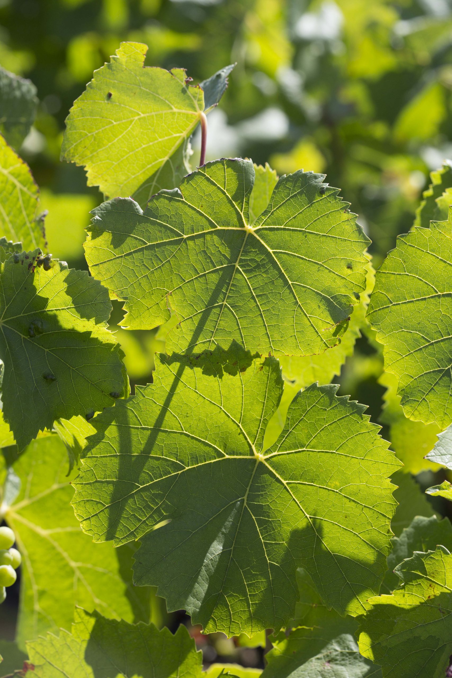 Mumm vineyards