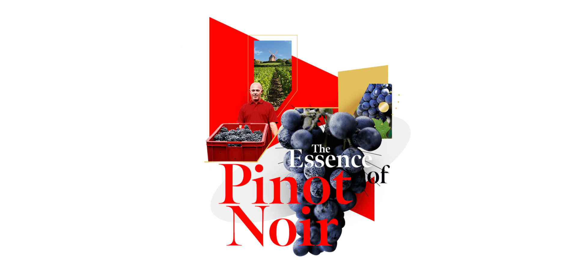 6-The-essence-of-Pinot-Noir