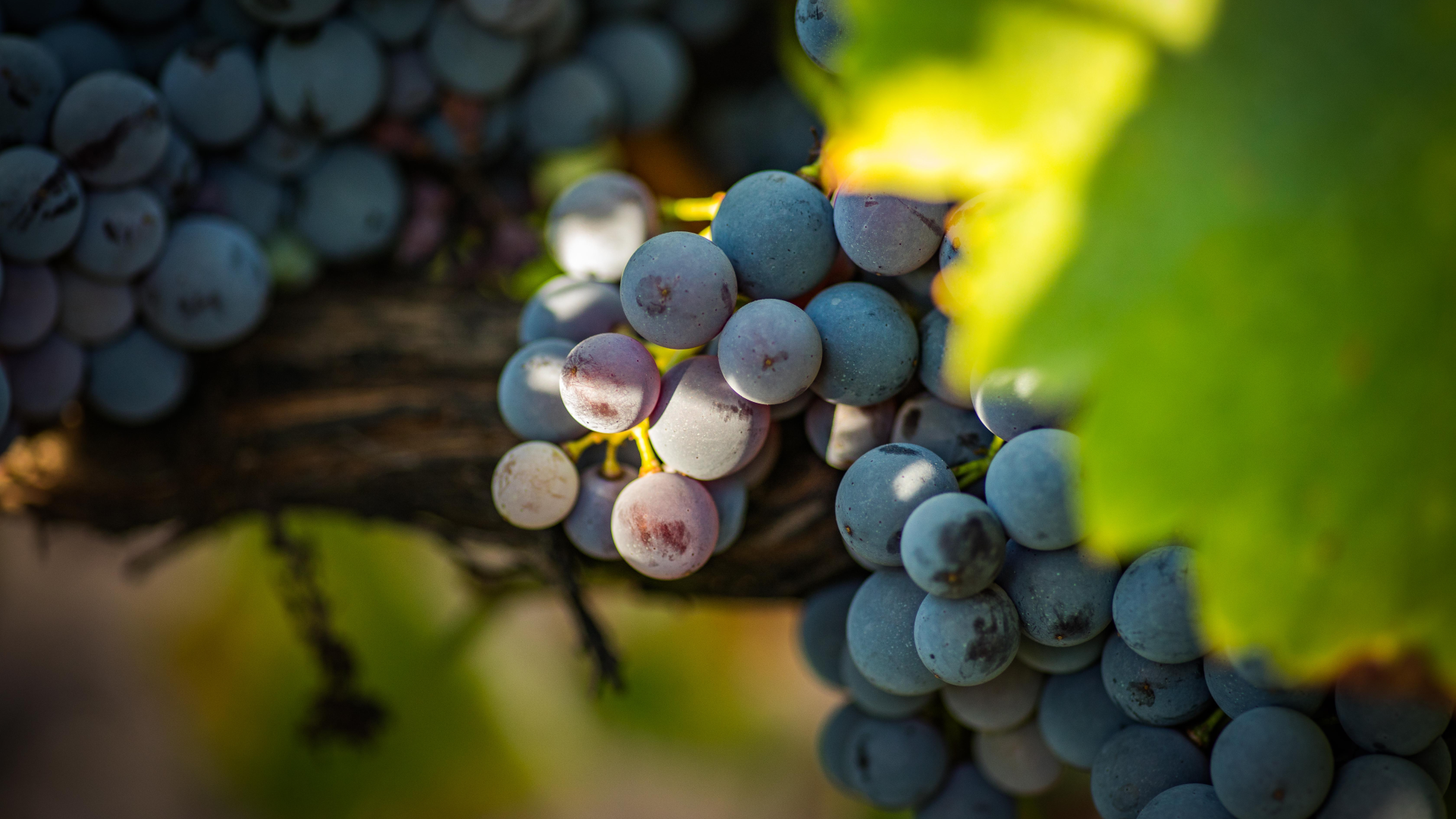 vines