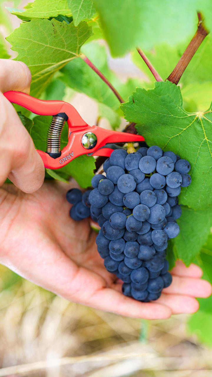 mumm vines