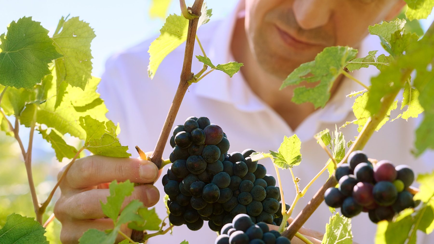 G.H. MUMM_FY26_Yann Close-Up Grapes_16-9
