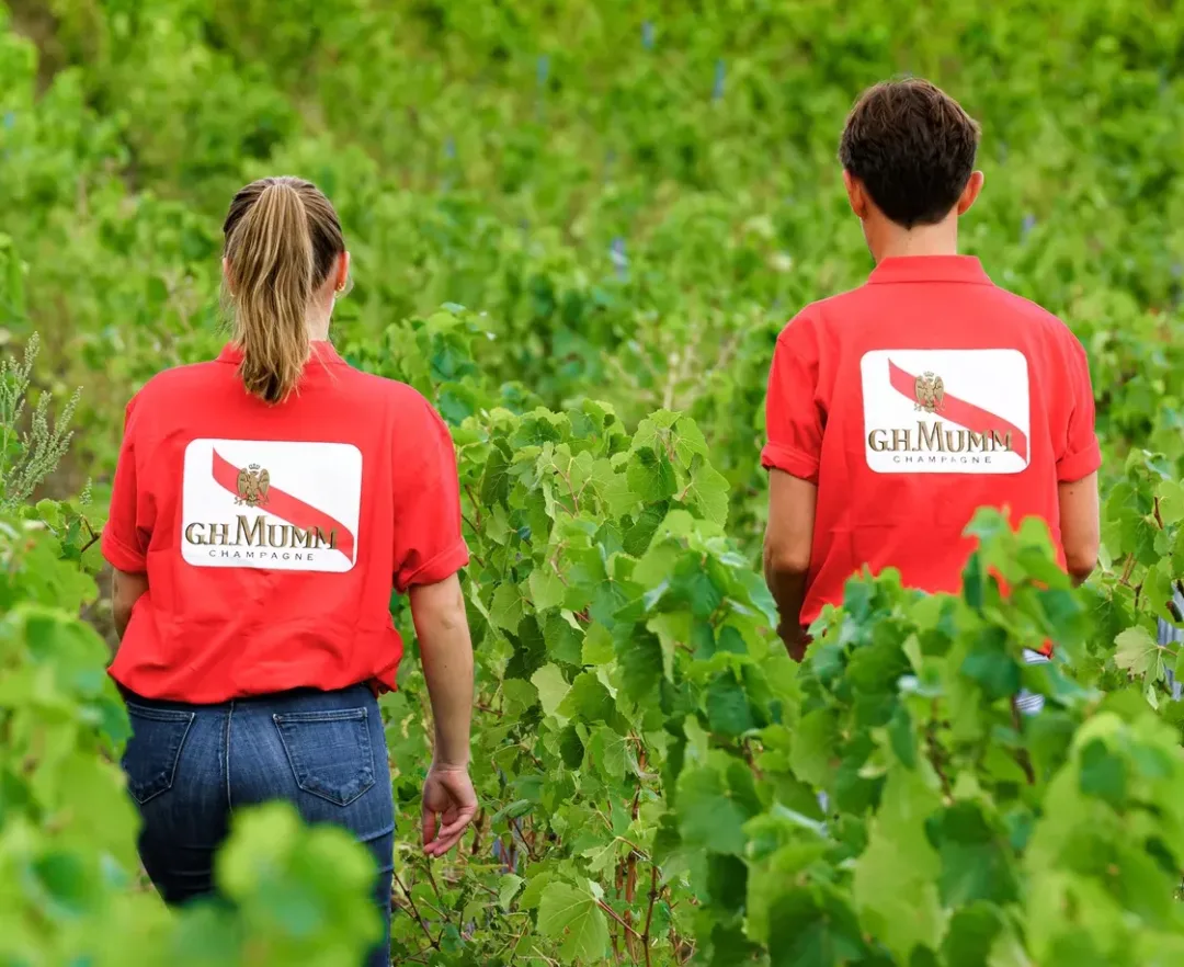 Harvest Mumm 2024 - cosecha