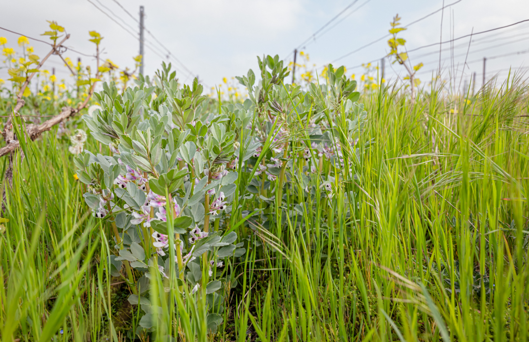 campagne 2025 - viticulture Mumm