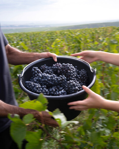 vineyard Mumm - grapes